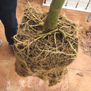 MycoTerra Kraken 114g, 226g, 454g / granulas