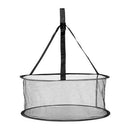 Karaliskais numurs, augstums 18 cm / 1